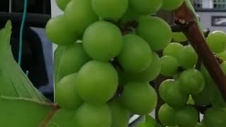 Home-grown grapes in Malaysia 马来西亚住家种植葡萄🍇。今天观赏葡萄🍇🍇🍇🍇。。。开花结果