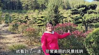 俄罗斯夫妇承包300亩荒山，种植价值连城的树苗，年收入高达830万