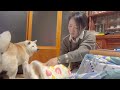 お疲れの母に癒しと安らぎを担いで現れる柴犬【優しいキッシュ】