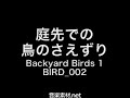 【サウンドエフェクト】庭先での鳥のさえずり音　backyard birds 1 bird 002