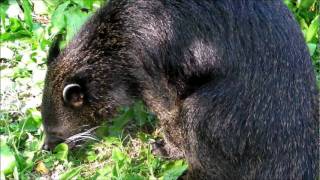 Binturong Enjoying an \