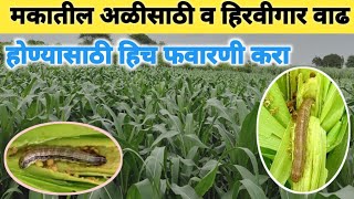 मकातील अळीसाठी व हिरवीगार वाढ होण्यासाठी हिच फवारणी करा | Maize crop management