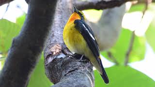 キビタキ　Narcissus Flycatcher bird watching