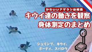 [アザラシ幼稚園]12/11日の身体測定のまとめです。4頭の動きを追ってみました。(チーズ復帰の前です)