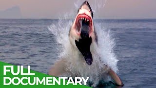 Shark Business | Blue Realm | Free Documentary Nature