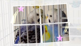 【セキセイインコ 】リースくんルートくん同居してみる🏠 ♡まだ合体未経験♡