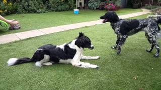 Large Munsterlanders playing