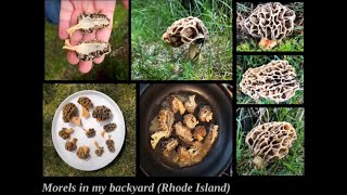 Illinois Mycological Association's Holiday Slide Show 2022 | Enhanced with additional content