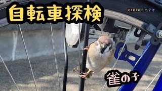 自転車で遊ぶスズメの子【PIPIPIのすずめ日記】