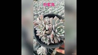 粉藍鳥 多肉植物 succulents