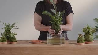 How to Water a Kokedama Moss Ball: Step-by-Step Guide