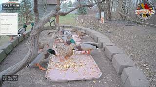 🦆 The Mallards are Back!