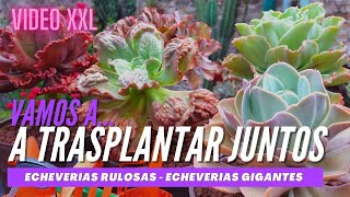 ECHEVERIAS GIGANTES: trasplante y cuidados + charla sobre EL MEJOR SUSTRATO  #VIDEOXXL