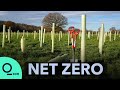 Trees Are Not Enough to Save the Climate | Net Zero