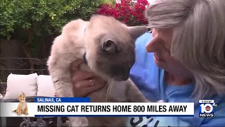 California couple reunites with cat that went missing over 2 months ago