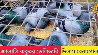 জালালি কবুতর ডেলিভারি দিলাম বেনাপোল | বুনো কবুতর পালন পদ্ধতি