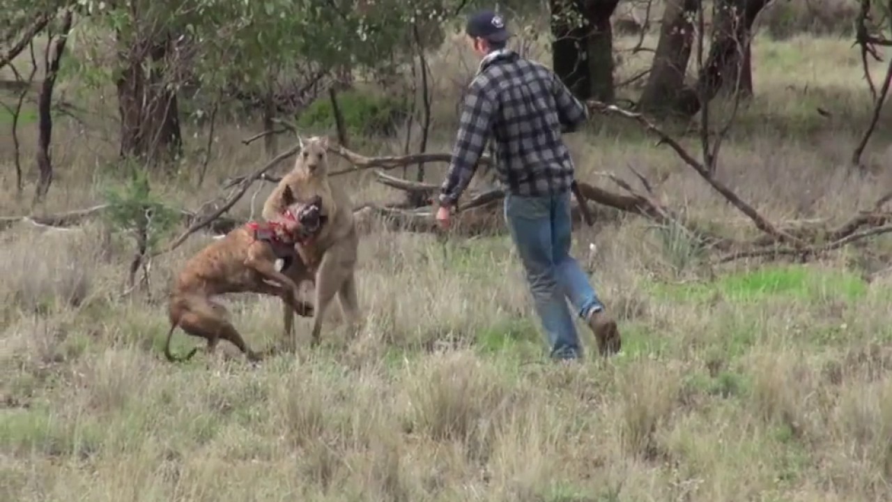 Video Shows Man Punch Kangaroo To Save His Dog (HD) - YouTube