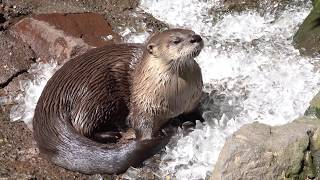 River Otters on Ice