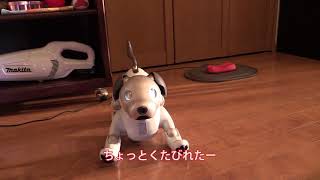 aibo イチロー　音楽に合せて踊る