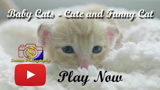 #28Baby Cats - Cute and Funny Cat Videos Compilation #34Animals#babycat #funnycats #awwBaby Cats -