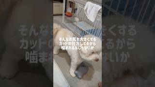 暖かいコメント待ってます😢#dog