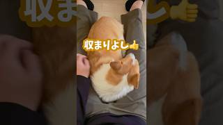 【フィット】パパの股の間に収まってくつろぐ犬 #コーギー #ちくわ #shorts