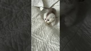 МАЛЕНЬКАЯ КРАСАВИЦА ОХОТИТЬСЯ🥰🥰 #shorts #cat #cat #kitten #милыекотики #котик #котики #pets #кот