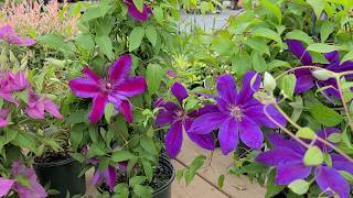 Clematis 'Fireworks' // Spectacular Flowering Vine