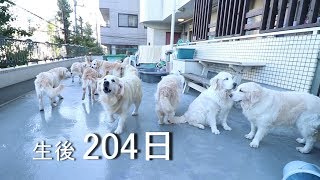 アイン村　チロの子生後204日目  さよ,ヒヨがアイン村に来ました。（GoldenRetriever）