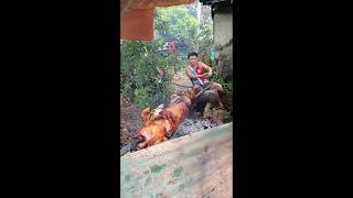 lechon baboy 🤣 #funny #trending #funnymemes #comedy #shorts