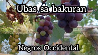 Grapes | Ubas sa probinsya #philippines