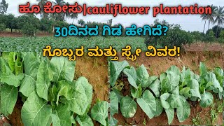 ಹೂ ಕೋಸು|cauliflower plantation|30 ದಿನದ ಗಿಡ ಸ್ಪ್ರೇ ಮತ್ತು ಗೊಬ್ಬರದ ವಿವರ !