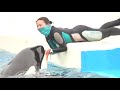 一緒に♡遊ぼう【2020年7月9日13 00終了後　鴨川シーワールド　シャチパフォーマンス】killer whale performance kamogawa sea world japan