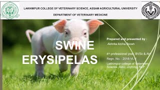 Swine Erysipelas