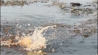 വരാലിന് പ്രാന്ത് പിടിച്ചാൽ 🎣 അടിയോഅടി💥 #snakheadfish #adventurefishing #bigfishvideos #bigsnakehead