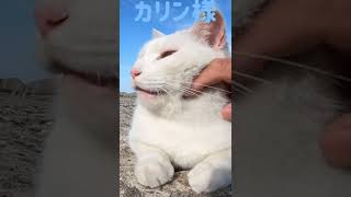 あの凶暴猫のカリン様が可愛い甘噛み連発 Ferocious cat #shorts