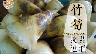 【夏】竹筍的挑選方法 │台灣好食曆