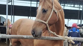 19.01.2025Тараз Жамбыл Ас-ер мал базары жылқылар бағасы.Horse market Kazakhstan🇰🇿