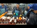 this is how fisherman catch hundreds tons salmon. modern fish processing u0026 fishing net video