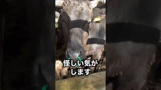 【牛のイタズラ】水飲み場破壊