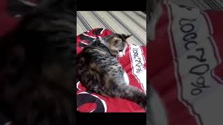 #shorts【ショート動画】Cat playing with his tail!自分のしっぽで遊ぶ猫！ 203 #進めーねこにゃん