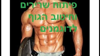 פיתוח שרירים וחיטוב הגוף לדוגמנים