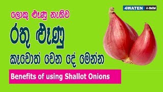 Shallot Onion Benefits : රතු ළූණු කෑවොත් වෙන දේ මෙන්න