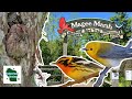 Discover the Magic of Magee Marsh: America's Premier Birding Destination!