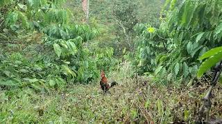 The latest wild chicken trap with stuttering bait 01/24/2025