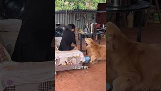 टोमी ने मालकीन से 10 रूपए लिए ||😂🐶|| #trending #funny #dog #facts #factssss #funnyvideos #comedy