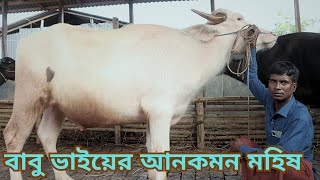 বাবু ভাইয়ের আনকমন মহিষ ১ লক্ষ 20 হাজারে জোড়া  মহিষ | পানির দামে সব ধরনের মহিষ