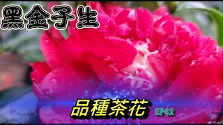 品種茶花！黑金子生！2023茶花新品種【老四農場】[Camellia japonica][カメリア]ep42｜請開啟CC字幕｜