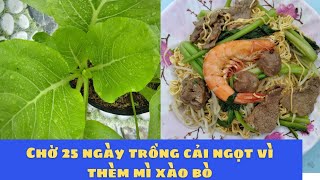 Cách trồng và tưới thúc nước cho cải lớn nhanh trong 25 ngày, thu hoạch và làm xào mì bò luôn