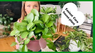 Hoya Care | Beautiful Vining Houseplants